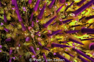 Close up of a sea urchin by Peet J Van Eeden 